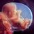Embryo cover