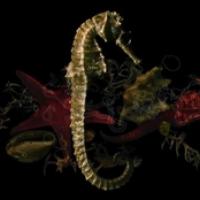 Retour Dans Nos Criques cover