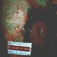 3D House Of Beef cover